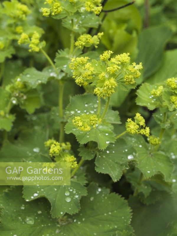 Alchemilla mollis, the mercury plant, a self-seeding perennial with luminous green flowers and lovely leaves from April.