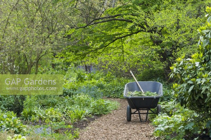 Heavy duty two wheeled barrow parked in a woodland Garden. April