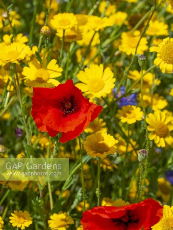Wild flower meadow with Corn daisy - Glebionis segetum, Corn Poppy -Papaver rhoeas.