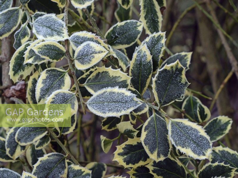 Ilex aquifolium Argentea Marginata covered in frost January