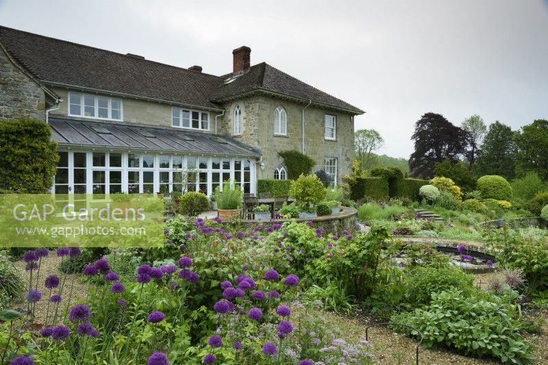 Terraced rose garden in May with Allium 'Purple Sensation'.