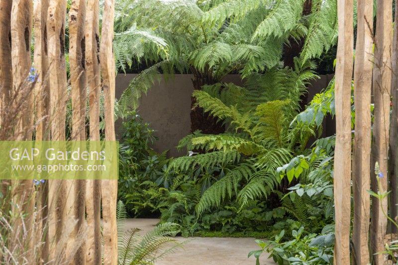 View through carved louvred oak fence to Dicksonia antarctica and lush green planting - The Boodles Secret Garden, RHS Chelsea Flower Show 2021