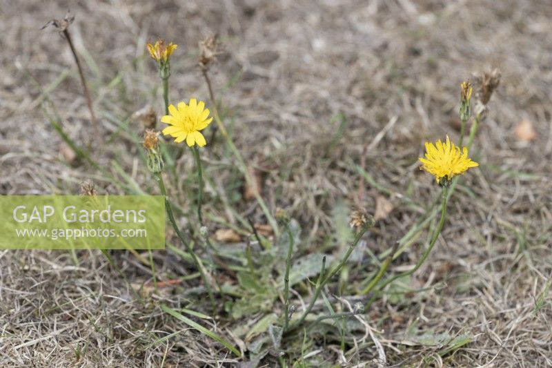 A dandelion flowers amongst dead and parched grass during a prolonged drought. September