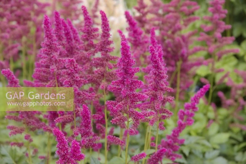 Astilbe 'Bremen'