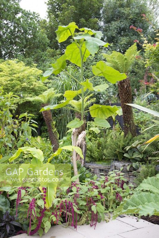 Tropical garden in August planted with Paulownia tomentosa Dicksonia antarctica and Amaranthus caudatus 