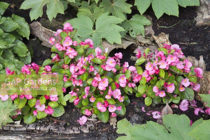 Begonia semperflorens