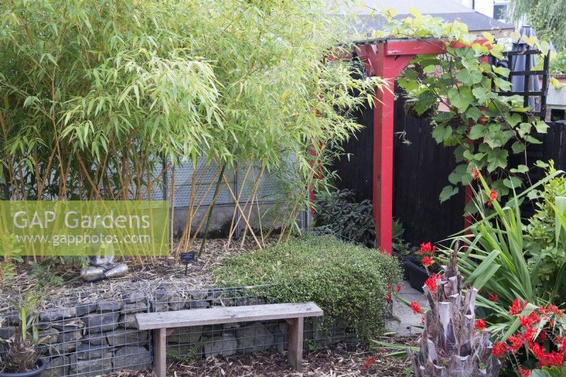 Tropical garden in August with raised bed planted with Phyllostachys vivax 'Aureocaulis'