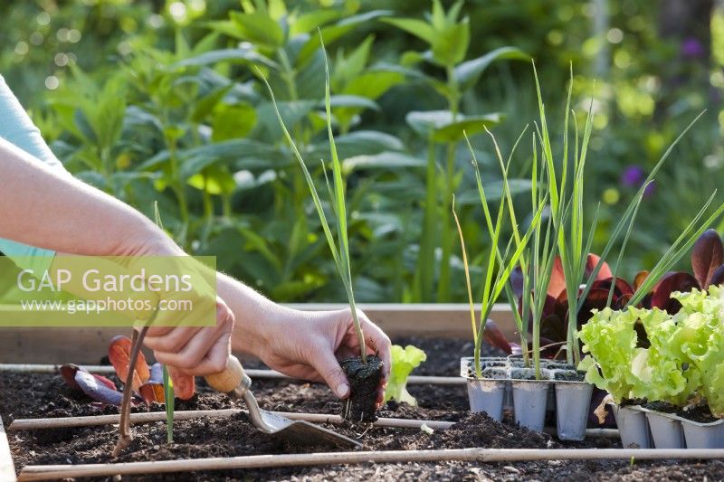 Woman planting leek seedling in raised bed.