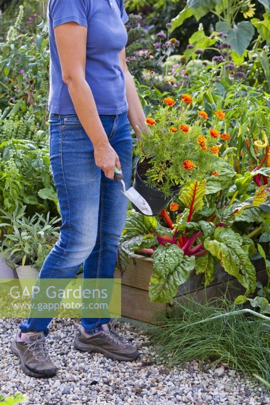 Woman carrying potted French marigold ready for planting in vegetable bed to attract beneficial insects.