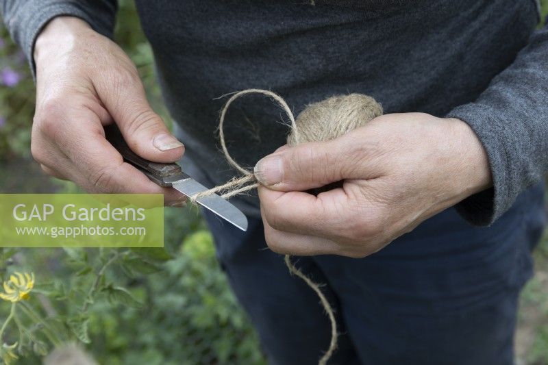 Using sharp knife to cut hemp string into short lengths to tie in tomato plants onto cane