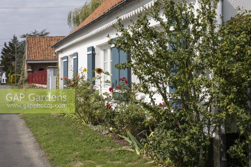 Northern France, front garden of house facing onto road, no hedges.  no footpath, roses, sunflower, grey shutters.