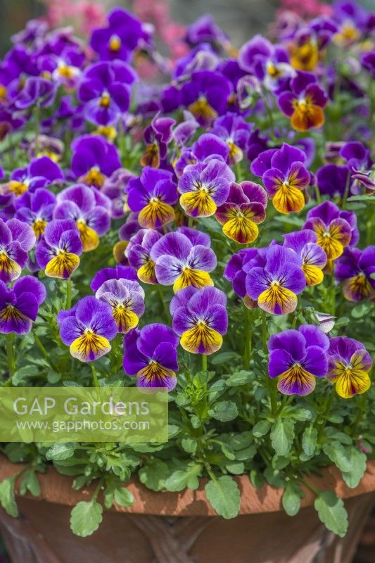 Viola cornuta 'Sorbet Antique Shades'. Mass of flowers on plants growing in terracotta container in May.