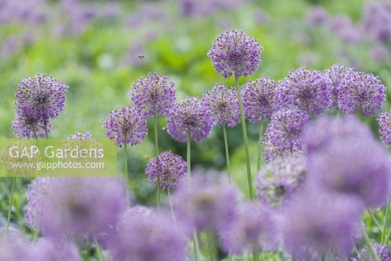 Allium aflatunense 'Purple Sensation' - Dutch garlic. Massed planting in herbaceous beds in Cambridge Botanic Gardens. May.