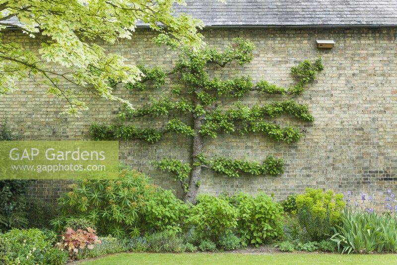 Bird nesting box designed for swifts positioned high up under gutter on brick wall of old building with ancient espalier pear tree. May.