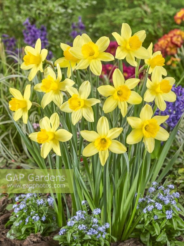 Narcissus Large Cupped Salmon Cracker, spring March