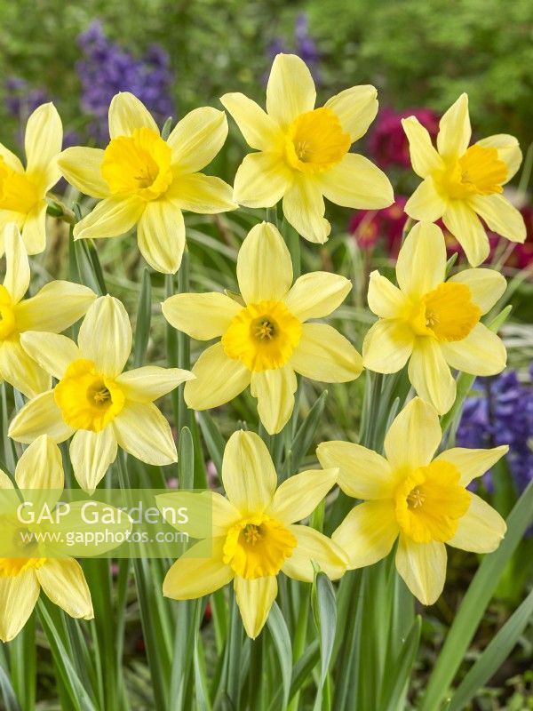 Narcissus Large Cupped Salmon Cracker, spring March