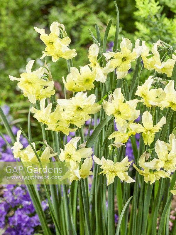 Narcissus Exotic Mystery, spring May