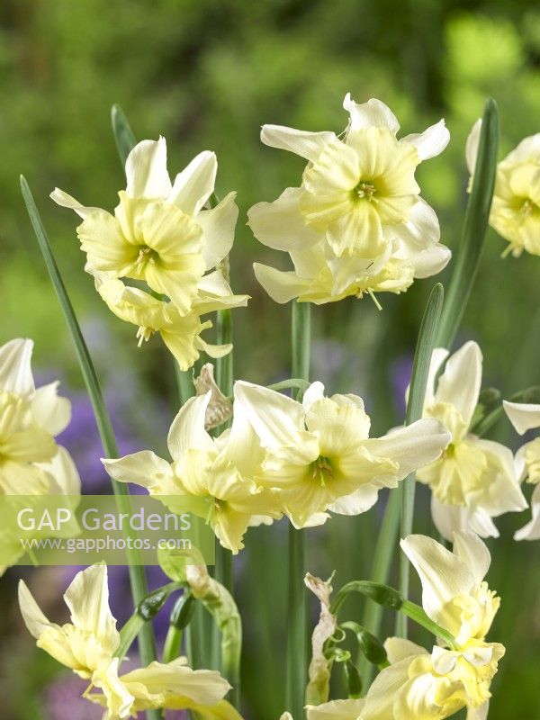 Narcissus Exotic Mystery, spring May