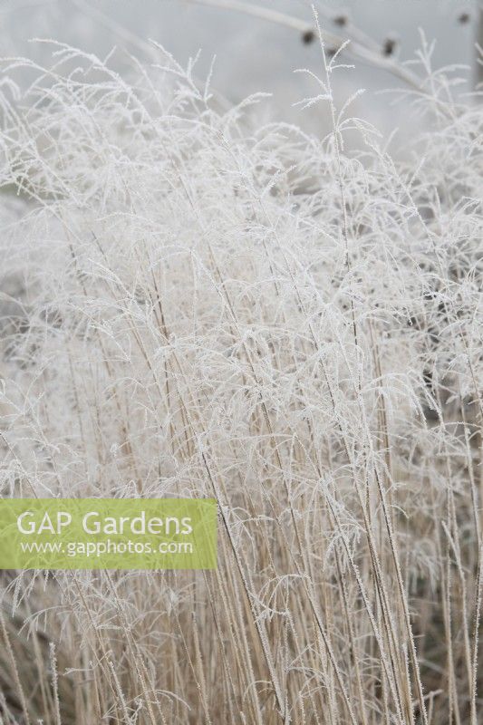 Deschampsia cespitosa - Tufted Hair Grass in the frost