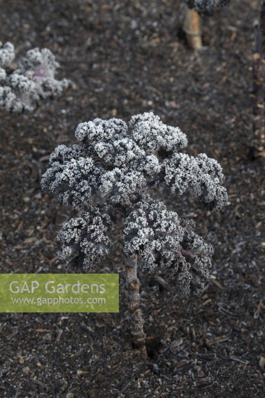 Brassica oleracea acephala - Kale 'Curly Scarlet' in the frost
