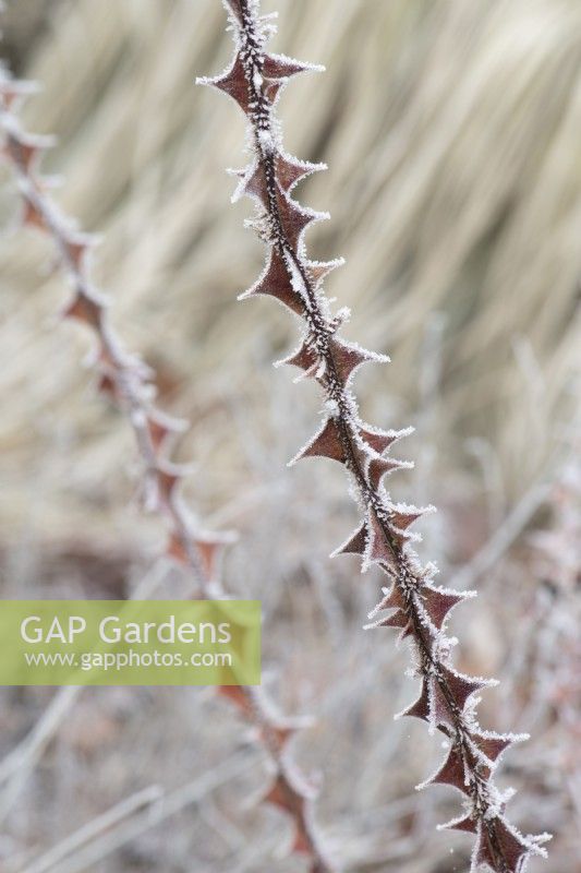Rosa 'Red Wing' - Rose stem and thorns in the frost