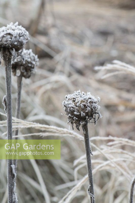 Rhaponticum centauroides - Spent thistle in the frost
