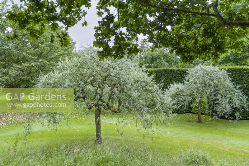 Pyrus salicifolia 'Pendula' - weeping pear. Mature trees that have been regularly pruned and thinned to create an open graceful canopy. June