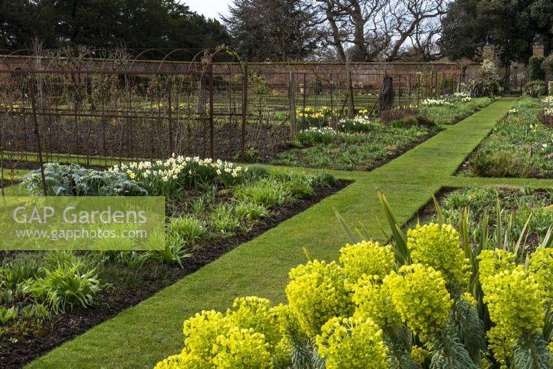 Mown grass paths divide the walled garden into different sections. The central path is flanked by herbaceous borders that are planted with Narcissus and Euphorbia wulfenii at Helmingham Hall.