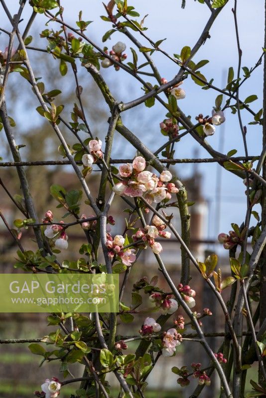 Chaenomeles speciosa 'Moerloosei', cup-shaped white flowers tinged with pink bloom from March to May.