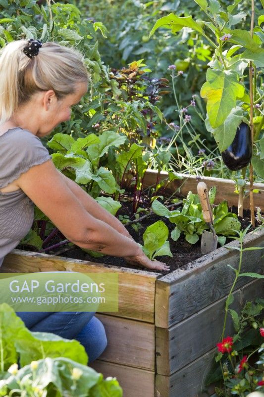 Woman planting radicchio ' Palla Rossa' seedlings in raised bed.