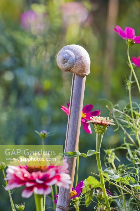 Decorative Cane Toppers - by GAP Photos - GAP Gardens