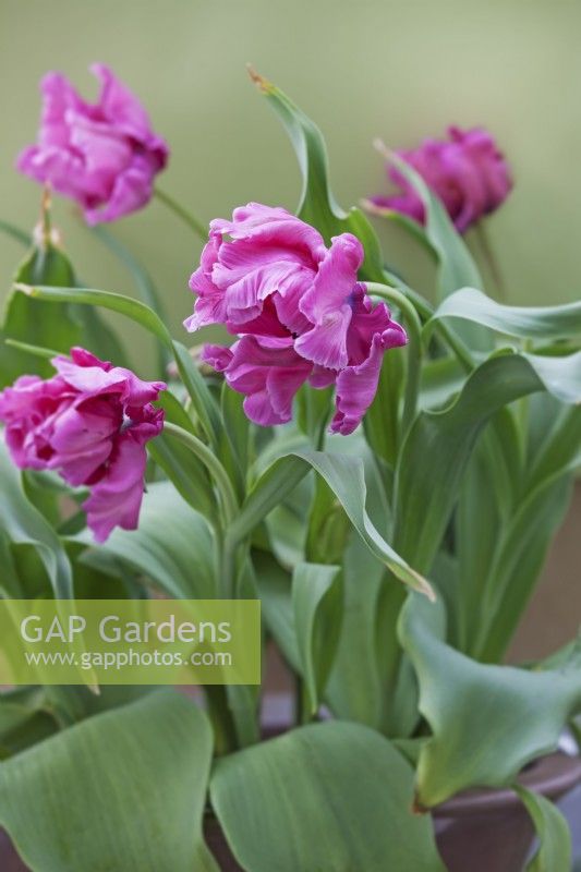 Tulipa 'Pink Victoria's Secret' - April