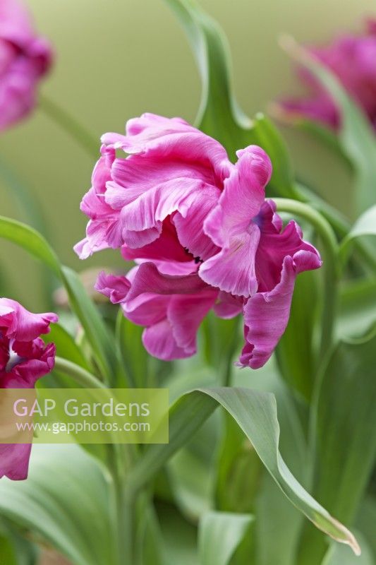 Tulip 'Pink Victoria's Secret' - April