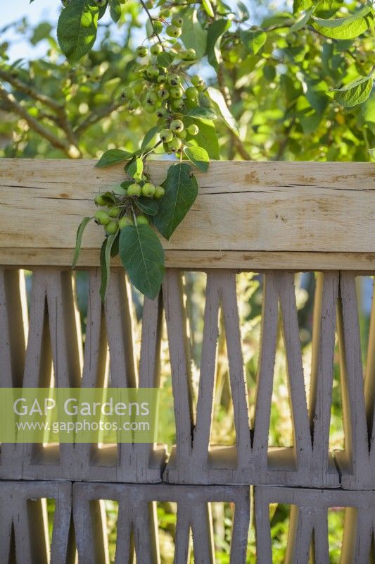See-through wooden fence with crab apple in the background in The Wooden Spoon Garden at RHS Hampton Court Palace Garden Festival 2022