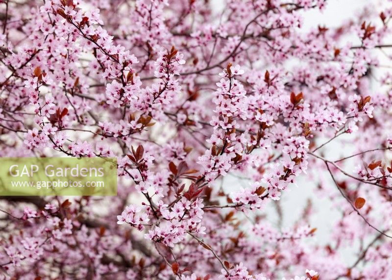 Prunus cerasifera, spring March