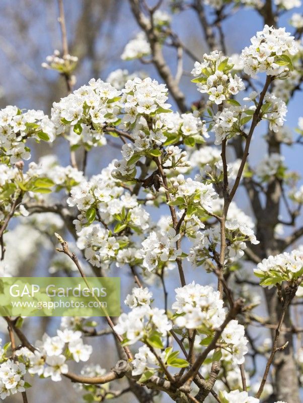 Pyrus communis Williams Christ, spring May