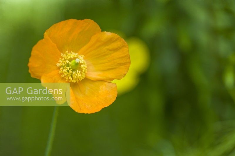 Meconopsis cambrica var. aurantiaca - Welsh poppy. May
