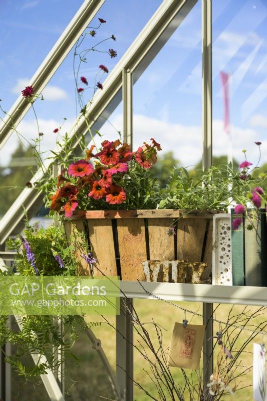 Alitex Greenhouse in Wood Sage, with potted Petunia