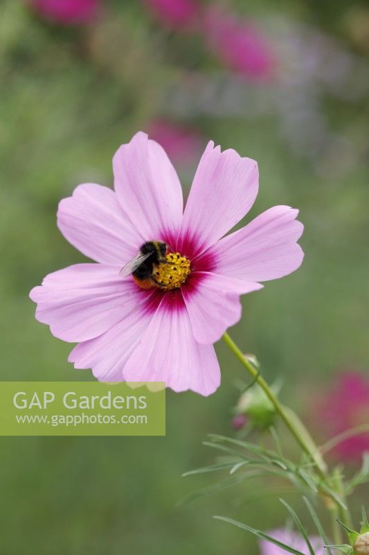 Bee collecting the nectar of Cosmos bipinnatus 'Casanova Pink'
