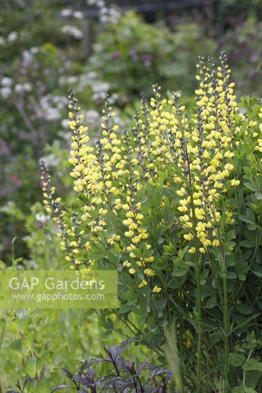 Baptisia 'Lemon Meringue'