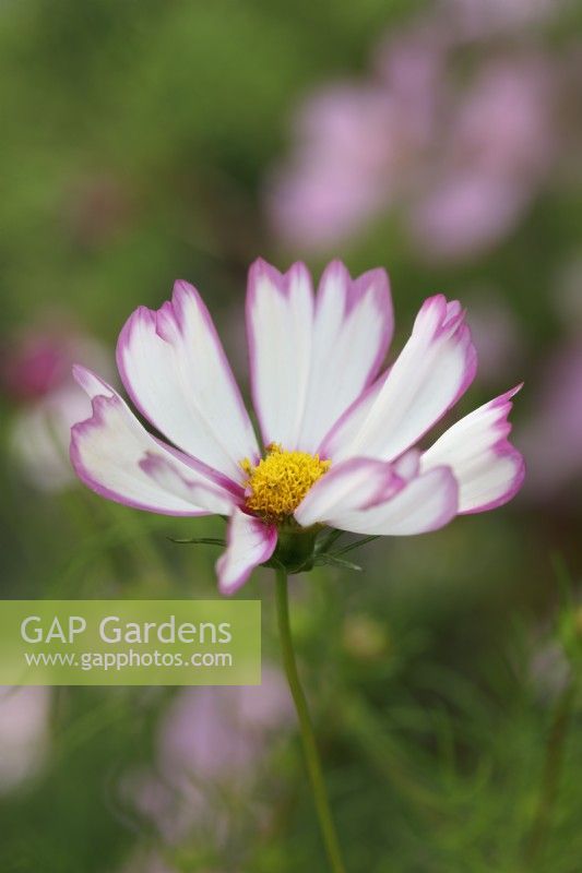 Cosmos bipinnatus 'Capriola'
