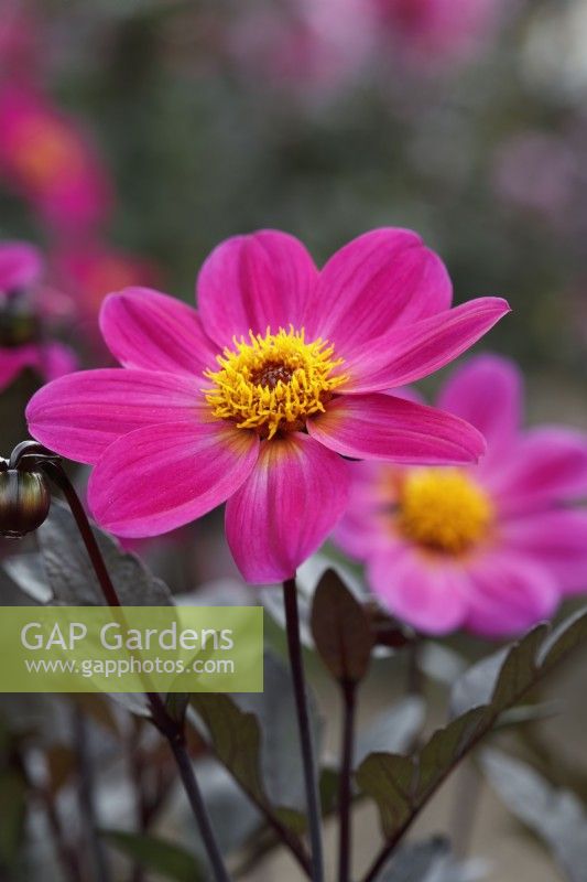 Dahlia 'Hadrian's Bubblegum'