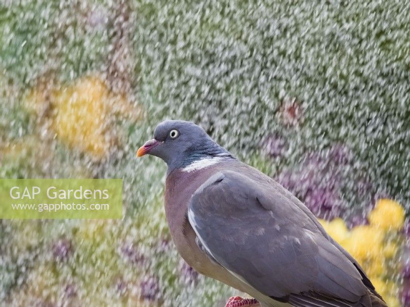 Columba palumbus - Wood Pigeon with garden sprinkler