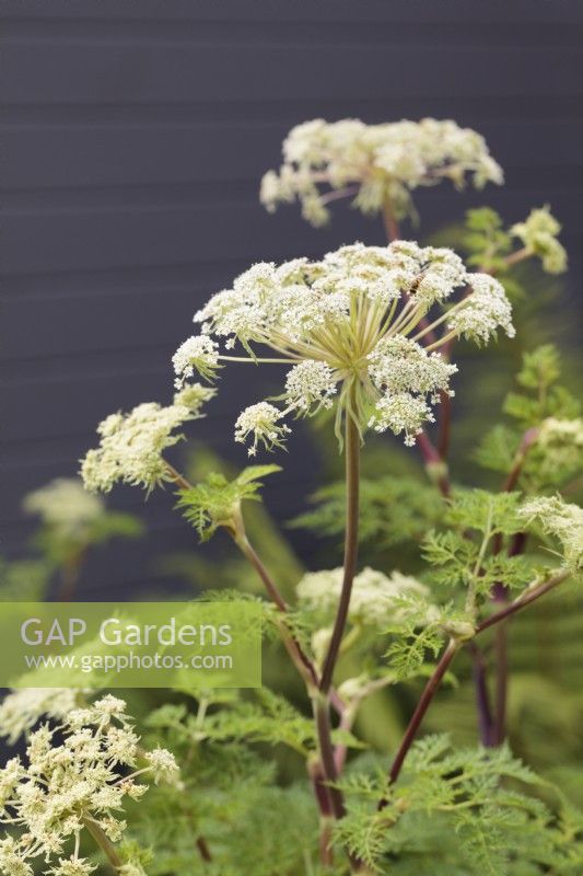 Selinum wallichianum growing in front of grey painted fence