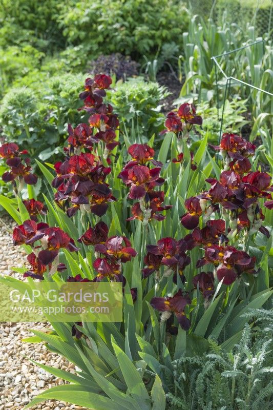 Iris 'Caliente'. Clump of tall bearded beautifully scented iris flower in herbaceous border. May.