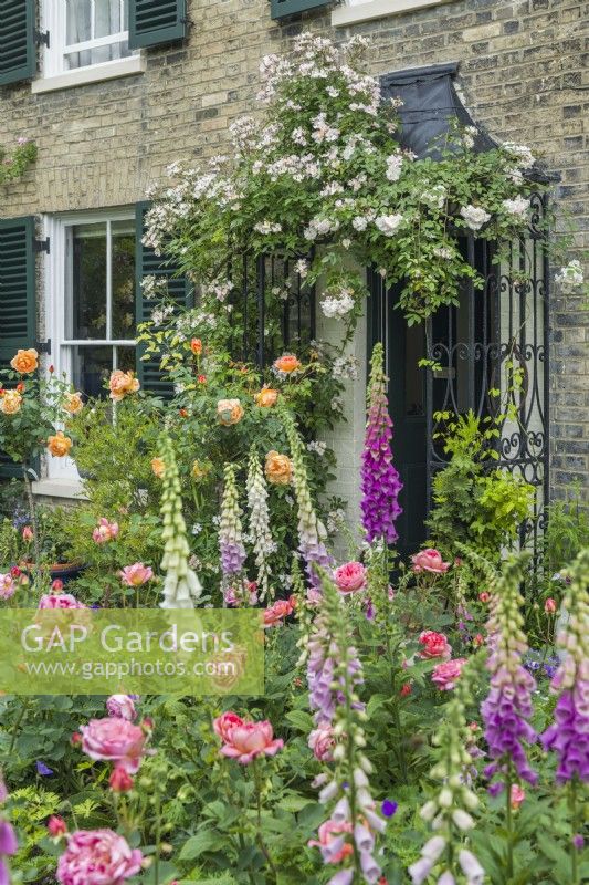 Cottage garden with Roses, peonies and foxgloves. May. Digitalis purpurea, Rosa 'Lady Emma Hamilton', Rosa 'Boscobel' and Rosa 'Francis E. Lester' trained over front door canopy.
