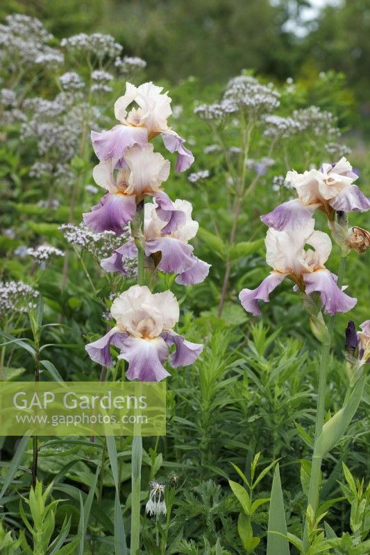 Iris 'Carnaby Sweet Puff' with Valeriana pyrenaica