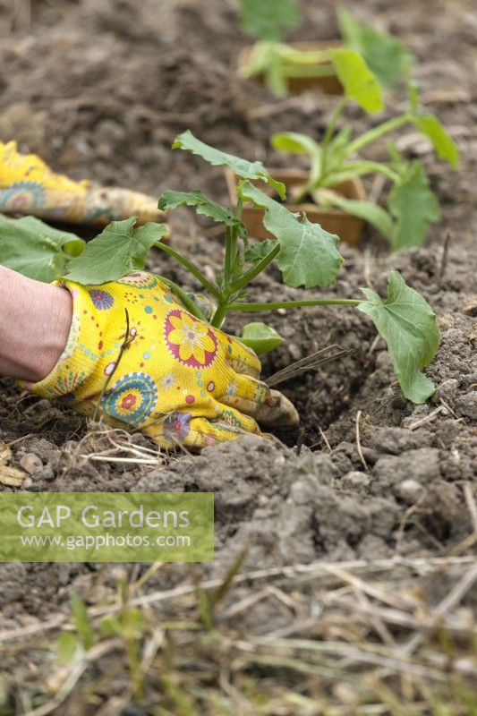 Planting of Cucurbita pepo con. giromontiina, spring May