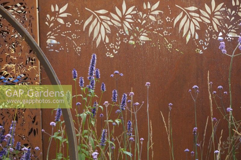 Summer border with agastache, verbena and ornamental grasses in front of Corten steel divider. July. Flower Shows.