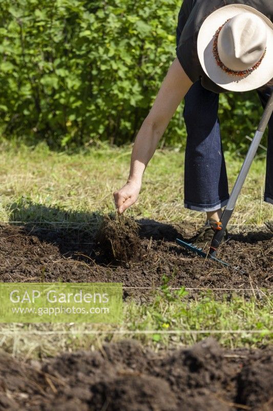 Preparation of the vegetable patch, summer June